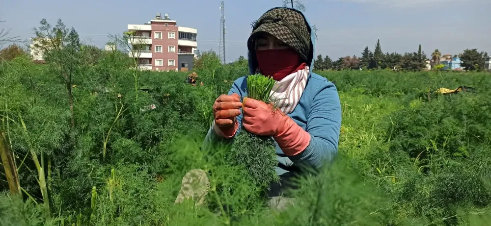 Binalar arasındaki tarlada dereotu yetiştiriliyor