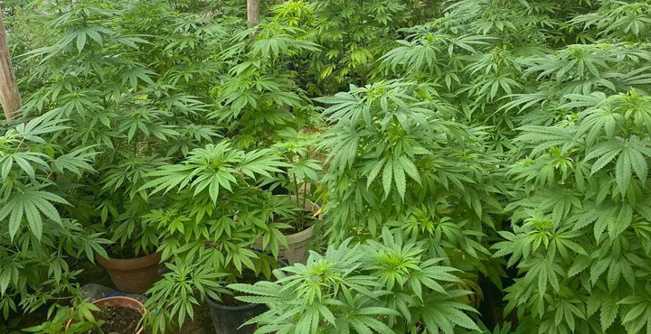 ORMANLIK ALANI KENEVİR BAHÇESİNE ÇEVİRMİŞ