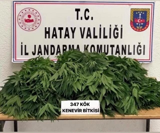 Kırıkhan`da kenevir bitkisi yetiştiren 2 kişi gözaltına alındı